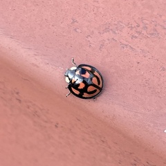 Aiolocaria hexaspilota