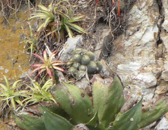 Mammillaria columbiana yucatanensis