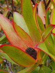Leucadendron gandogeri