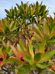 Leucadendron gandogeri