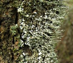 Cladonia ochrochlora