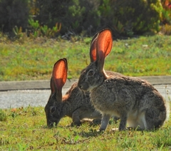 Lepus saxatilis
