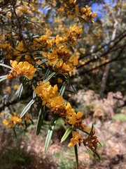 Oxylobium arborescens
