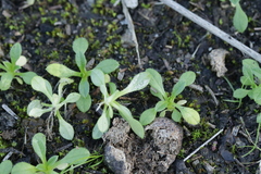 Hyaloperonospora praecox