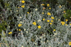 Helichrysum odoratissimum