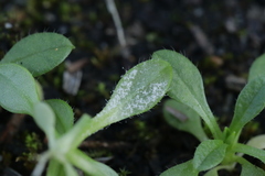 Hyaloperonospora praecox
