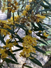 Oxylobium arborescens