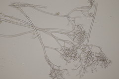 Hyaloperonospora praecox