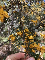 Oxylobium arborescens