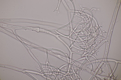 Hyaloperonospora praecox