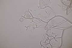 Hyaloperonospora praecox