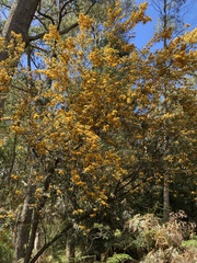 Oxylobium arborescens