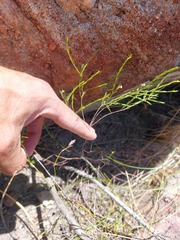 Coleonema juniperinum