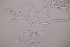 Hyaloperonospora praecox