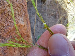 Coleonema juniperinum