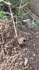 Anoplolepis custodiens