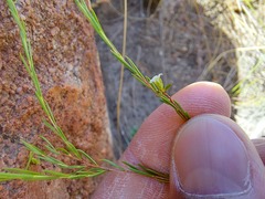 Coleonema juniperinum