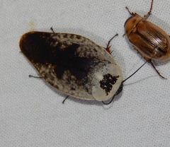 Gyna caffrorum