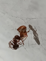 Parasteatoda lunata