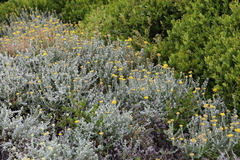 Helichrysum odoratissimum