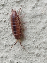 Aphiloscia