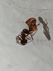 Parasteatoda lunata