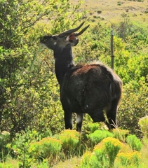 Tragelaphus sylvaticus sylvaticus