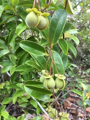 Davilla flexuosa
