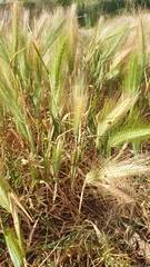 Hordeum murinum