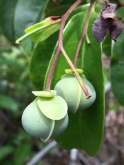 Davilla flexuosa