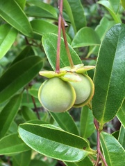 Davilla flexuosa