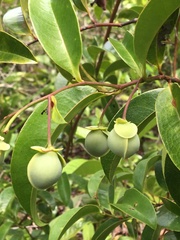 Davilla flexuosa