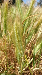 Hordeum murinum