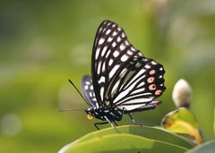Hestina assimilis