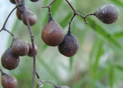 Stelechocarpus burahol