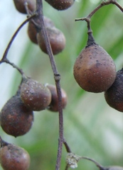 Stelechocarpus burahol