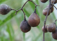 Stelechocarpus burahol
