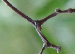 Stelechocarpus burahol