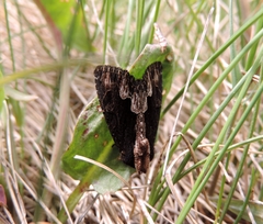 Dypterygia scabriuscula
