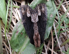 Dypterygia scabriuscula