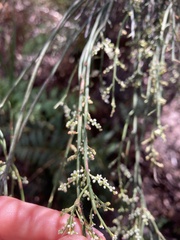 Leptomeria drupacea