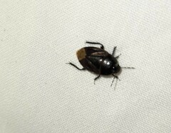 Macroscytus brunneus