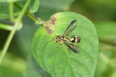 Taeniogonalos gestroi