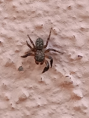Euophryini