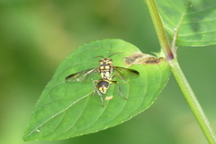 Taeniogonalos gestroi