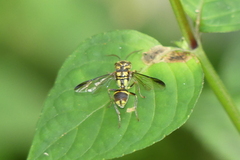 Taeniogonalos gestroi