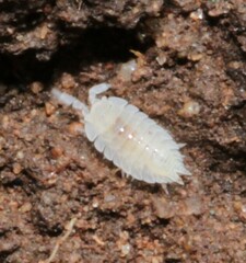 Platyarthrus hoffmannseggii