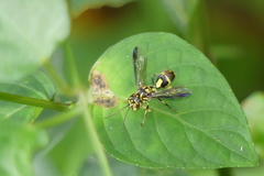 Taeniogonalos gestroi