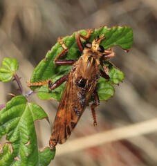 Asilus crabroniformis