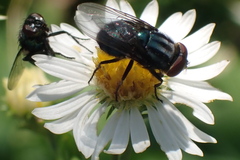 Cochliomyia